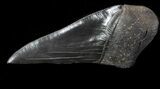 Partial Fossil Megalodon Tooth - Serrated Blade #88647-1